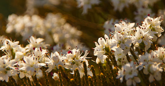 selective focus photo of orchid thumbnail