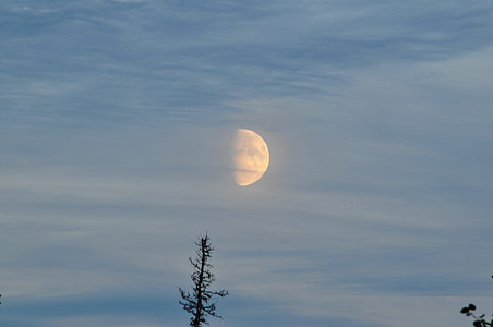 moon and tree thumbnail