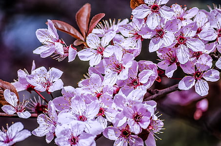 pink cherry blossoms close-up photo thumbnail