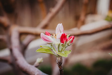 closeup photography of red and pink petaled flower thumbnail