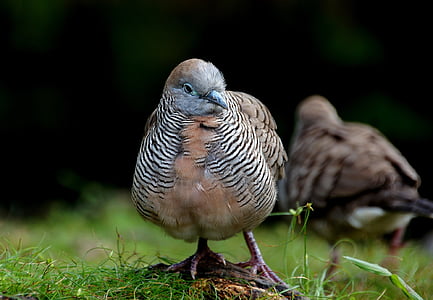 selective focus photography of brown and gray bird standing on green grass thumbnail
