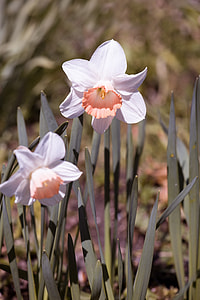 Daffodils, Garden thumbnail