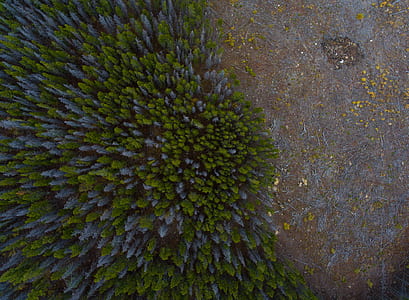 aerial photography of forest thumbnail