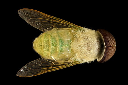 brown and yellow fly macro photography thumbnail