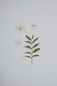 three white petaled flowers beside green leaf thumbnail
