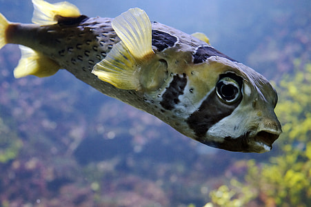 Puffer Fish, Coral Reef thumbnail