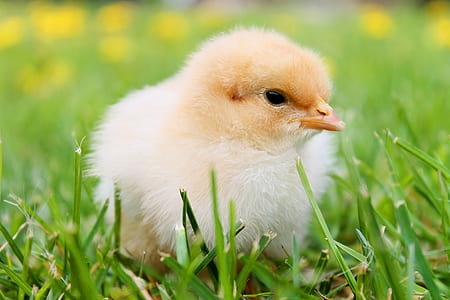white chick on green grass thumbnail