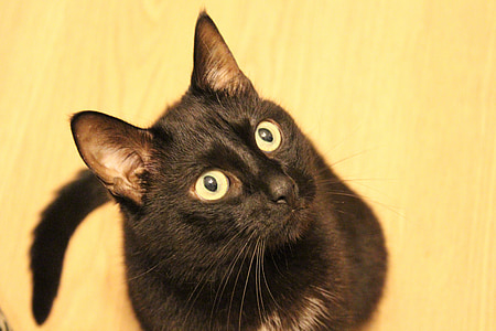 selective focus photography of black cat sitting on surface thumbnail