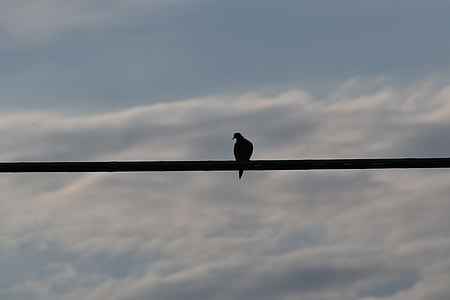 Bird On A Wire, Silhouette thumbnail