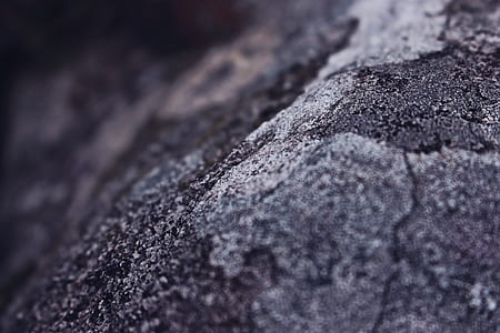 gray tree bark thumbnail