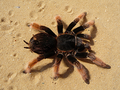 Mexican red knee tarantula in closeup photography thumbnail