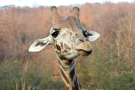 close up photo of giraffe thumbnail