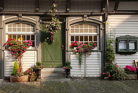 flowering plants near window thumbnail