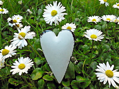nature, heart, flowers, yellow thumbnail