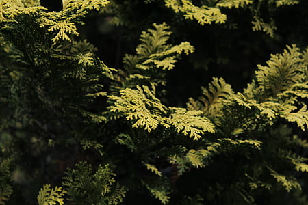 green leaf plant thumbnail