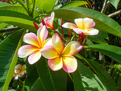 pink-and-yellow petaled flowers near each other thumbnail