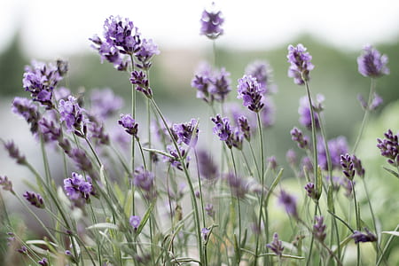 lavender flowers thumbnail