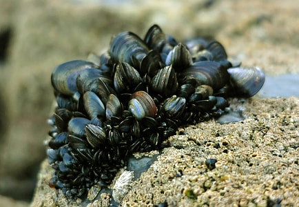 Blue Mussel - Mytilus edulis thumbnail