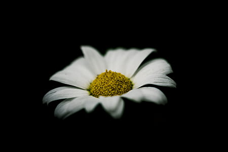 common daisy thumbnail