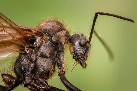 macro photography of wasp thumbnail