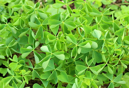 green leafed plant thumbnail