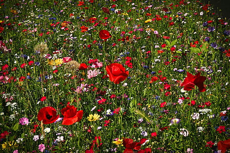 red and yellow flower field thumbnail