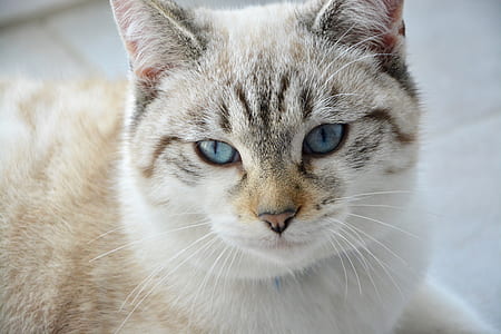 shallow focus photography of short-coated beige cat thumbnail