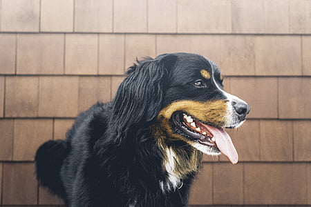 black and tan dog paintingf thumbnail