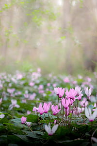 selective focus photography of purple petaled flower thumbnail