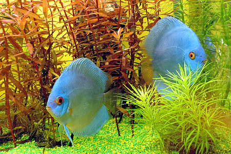 underwater photography of two blue fishes thumbnail