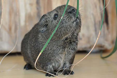 Black-Cream-Agouti, Guinea Pig thumbnail