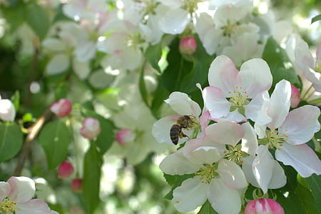 selective focus photography of white petaled flower thumbnail