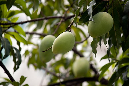 green mango fruits at daytime thumbnail