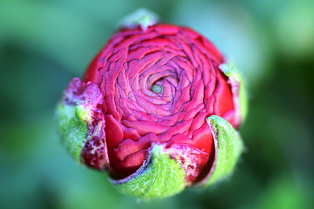 red Rosa flower bud selective-focus photography thumbnail