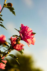 selective focus photography of pink petaled flower in bloom thumbnail