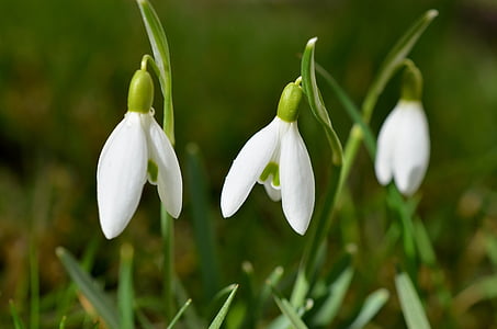 three white flowers thumbnail