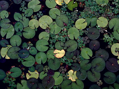 waterlily photography thumbnail