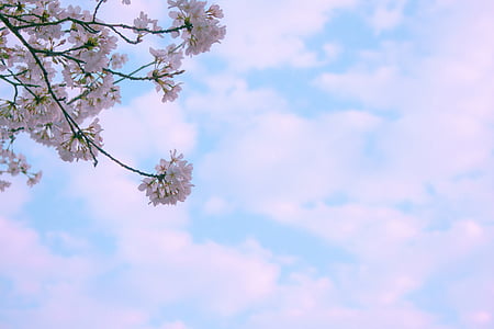 low angle photography of purple flowers during daytime thumbnail