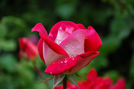 shallow photography on red rose thumbnail