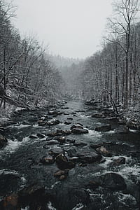 running water between bare trees at daytime thumbnail