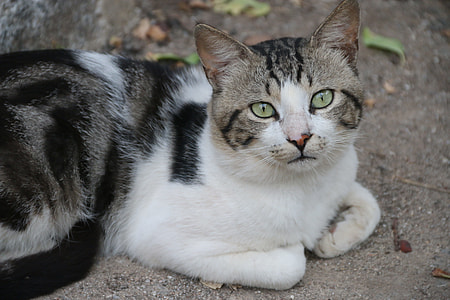 silver tabby cat on ground thumbnail