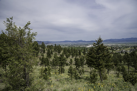 Pine trees and landscape in Helena thumbnail