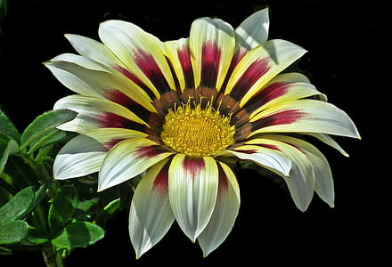 close-up photo of white, black, and purple guzmania flower thumbnail