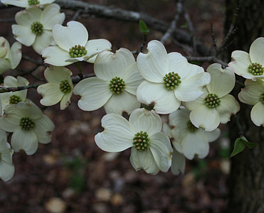 close-up photo of white petaled flowers thumbnail