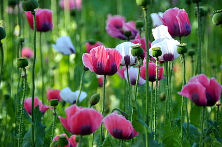 white and pink petaled flowers thumbnail