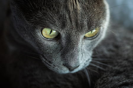 closeup photo of black cat thumbnail