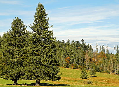 green pine trees thumbnail