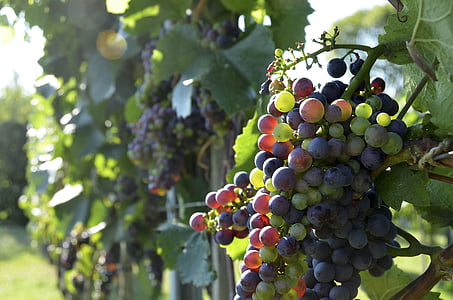 bunch of red and white grapes thumbnail