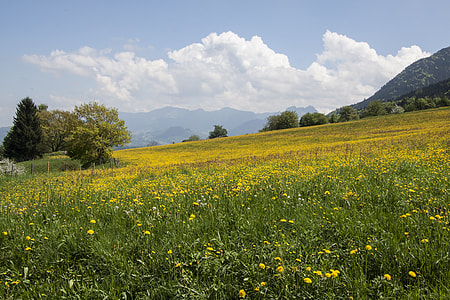 yellow flower field thumbnail