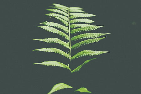 fern plant thumbnail